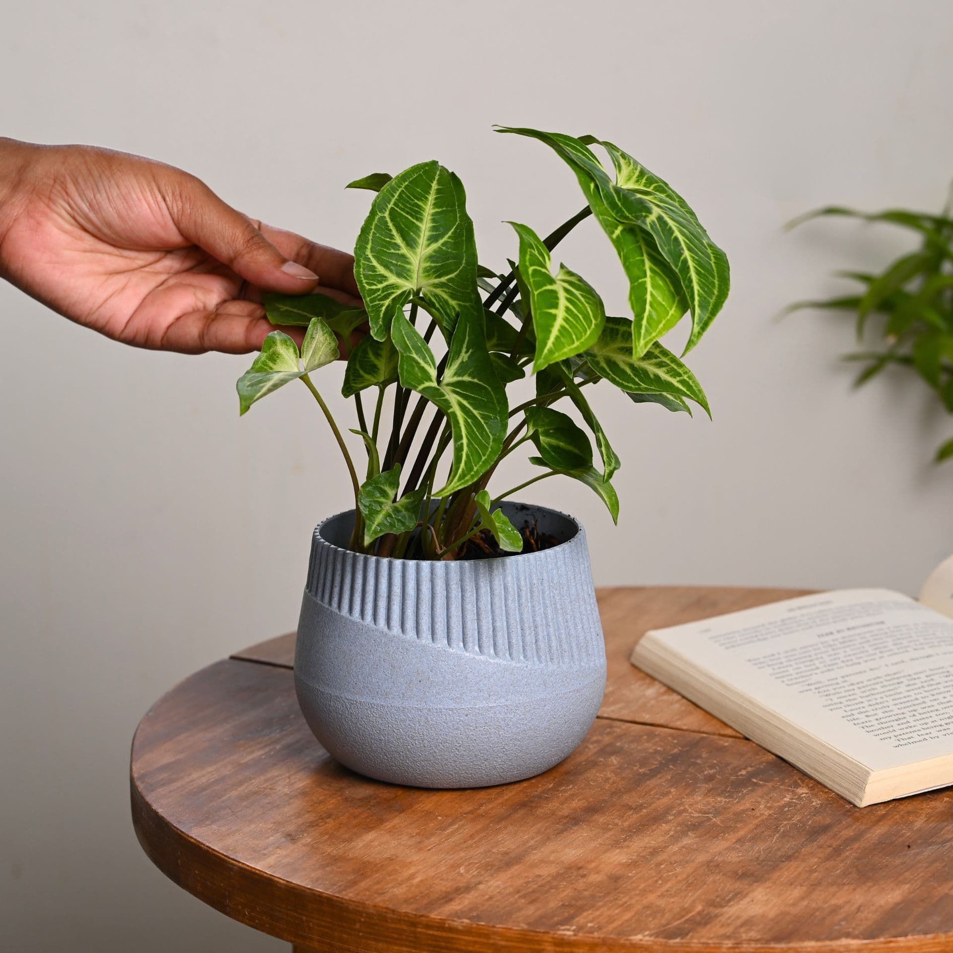 oreo small round pot made from rice husk - Thulira sustainable product